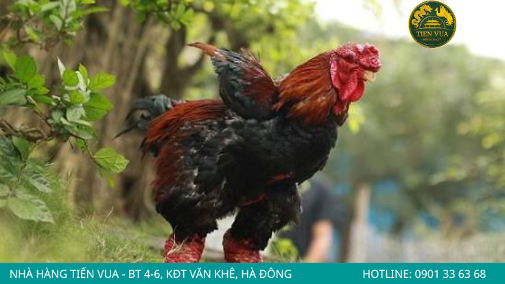 Thân hình cực kỳ to lớn so với những giống gà thông thường