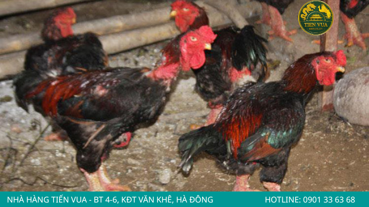 giống gà Đông Tảo nổi tiếng với đặc điểm đôi chân to lớn, xù xì