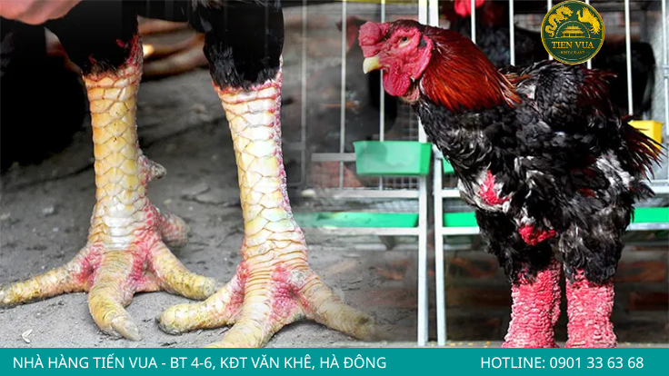 Hình dạng đôi chân to, xù xì đặc điểm thương hiệu