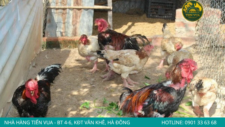 Quan sát kích thước và hình dáng chân