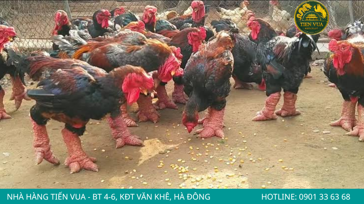 Vóc dáng bệ vệ, đầu to mào mâm xôi màu đỏ tía, da đỏ rực và dáng đi chậm chạp