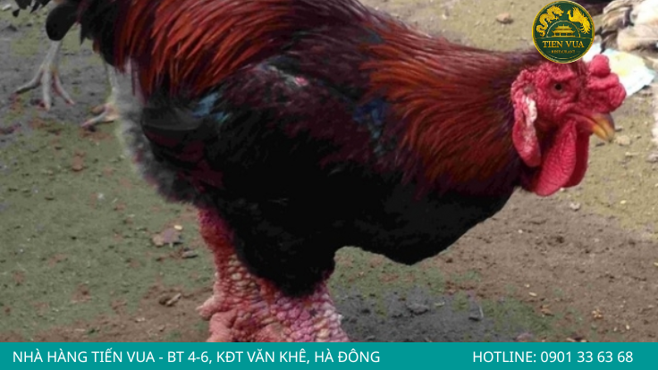 Bộ lông cực kỳ mượt mà của giống gà đông tảo này
