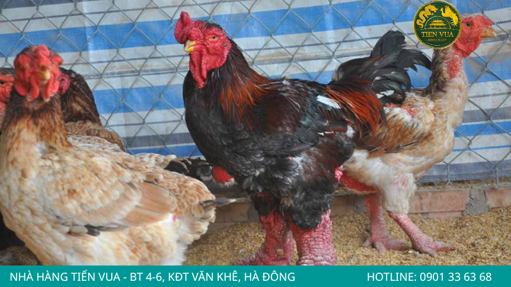 Gà Đông Tảo chính gốc