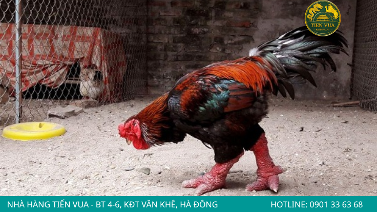 Lưu ý khi chọn mua gà Đông Tảo thuần chủng
