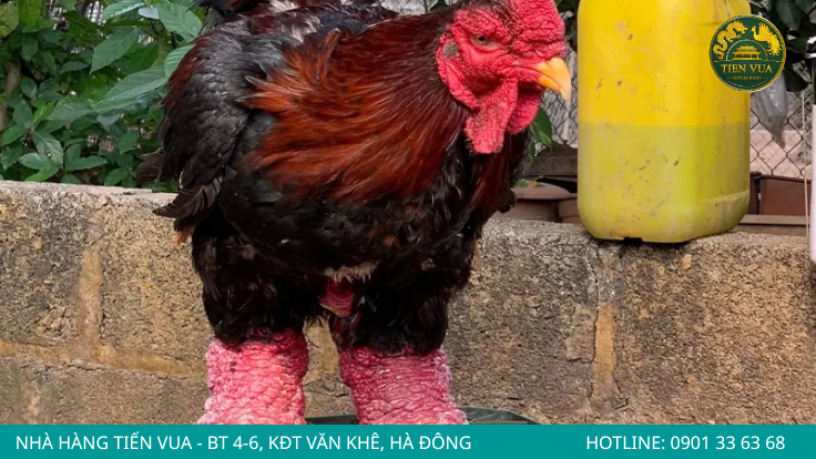 Mào gà Đông Tảo thường thấp, sun và có màu đỏ tím đặc trưng