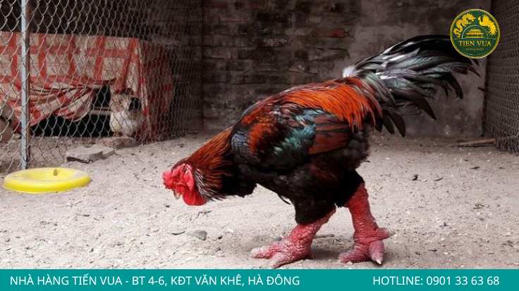 Chọn gà Đông Tảo tươi ngon để nồi cháo đậm vị, ngọt tự nhiên