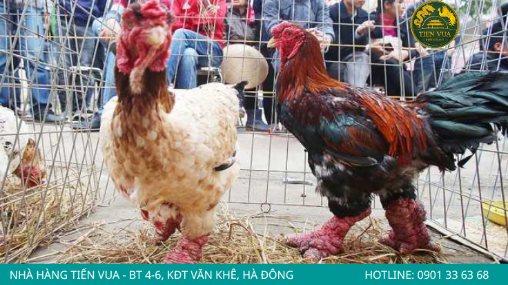 Giá bán chỉ là yếu tố tham khảo, không phải tiêu chí xác định gà thật