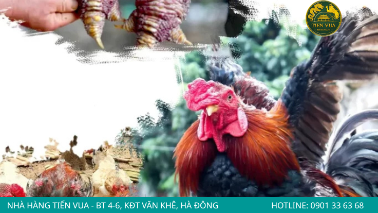 Bảo tồn đúng hướng giúp nâng cao giá trị kinh tế của gà Đông Tảo thuần chủng