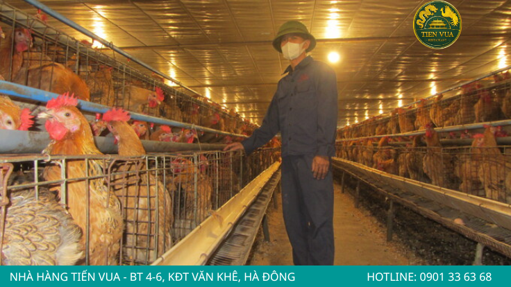 Xây dựng vùng nuôi đạt chuẩn góp phần phát triển giống gà Đông Tảo