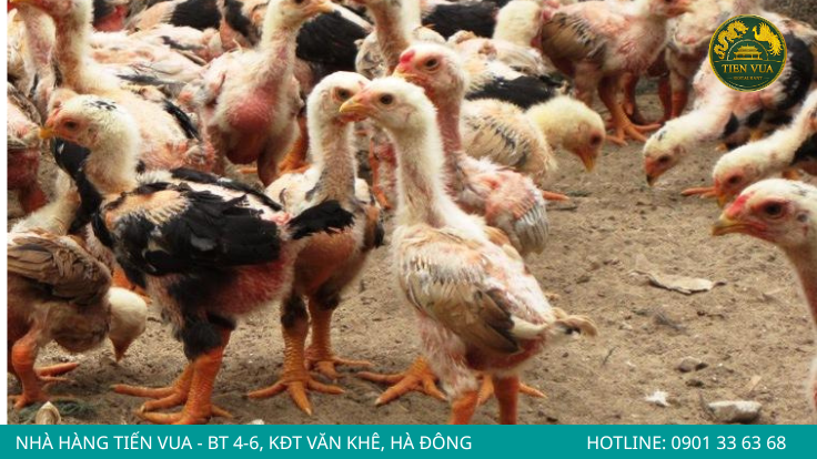 Cập nhật kiến thức mới về chăm sóc, phòng bệnh và nhân giống