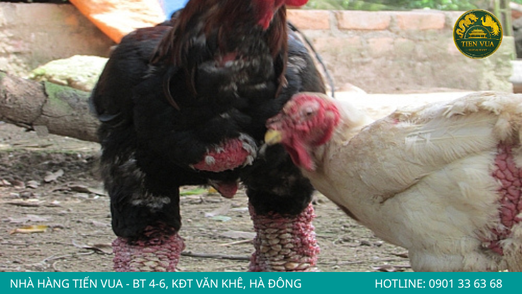 Gà Đông Tảo thuần chủng nổi bật với nguồn gen quý, đôi chân to