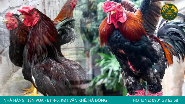 Gà Đông Tảo lai thường có chân nhỏ hơn, ngoại hình và đặc điểm không rõ nét