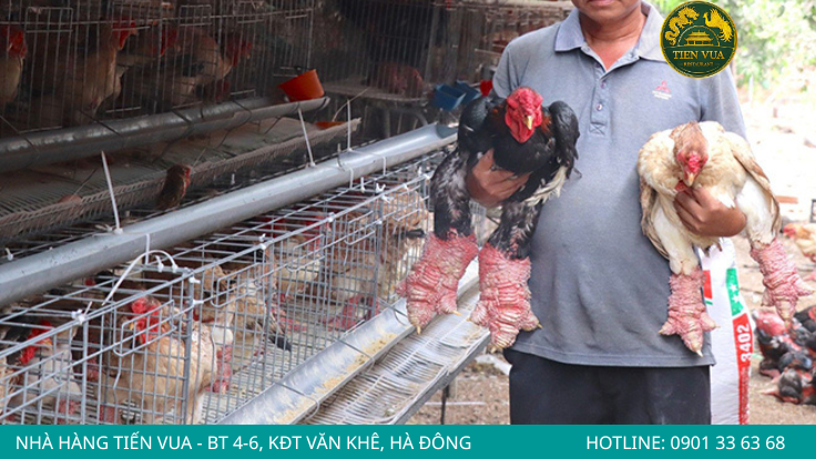 Giá gà Đông Tảo thuần chủng phụ thuộc vào chất lượng và giá trị của từng cá thể