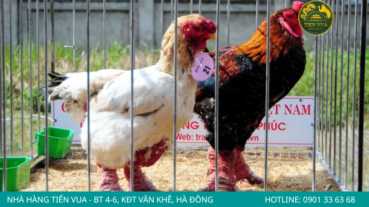 Kiểm tra kỹ ngoại hình và nguồn gốc giúp chọn đúng gà Đông Tảo chất lượng