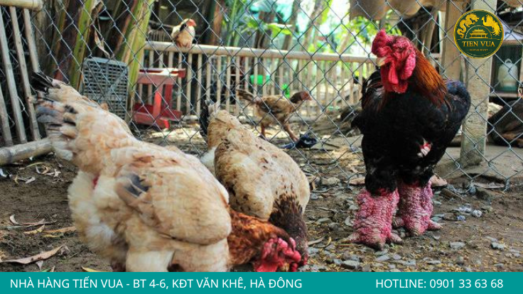 Da gà Đông Tảo dày, đỏ hồng và săn chắc là đặc điểm nổi bật của giống thuần chủng