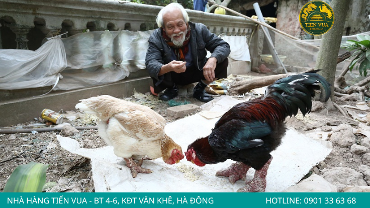 Chọn gà chuẩn để món hầm thơm ngon và mềm ngọt hơn