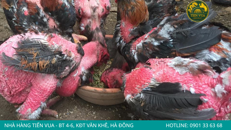 Gà Đông Tảo thật thường có lông thưa, không quá bóng mượt